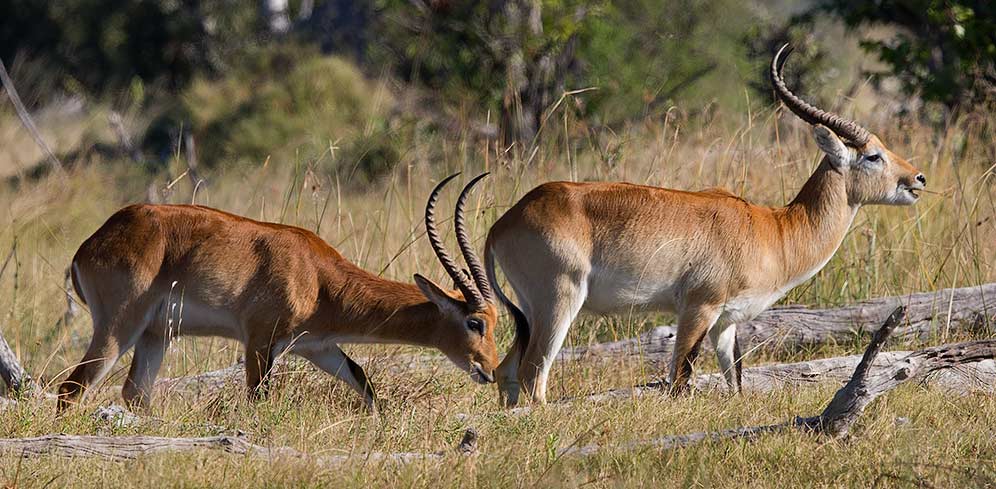 Lechwe